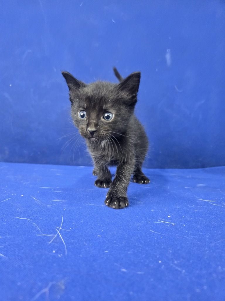 Hot Wheels, an adoptable American Shorthair in Ruston, LA, 71270 | Photo Image 4