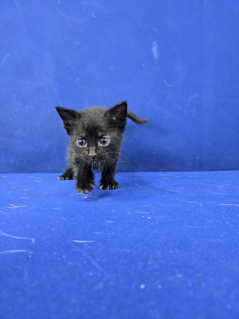 Hot Wheels, an adoptable American Shorthair in Ruston, LA, 71270 | Photo Image 5