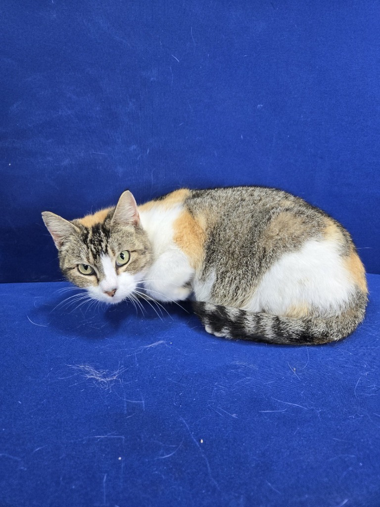 Kitty Pool, an adoptable Calico in Ruston, LA, 71270 | Photo Image 1