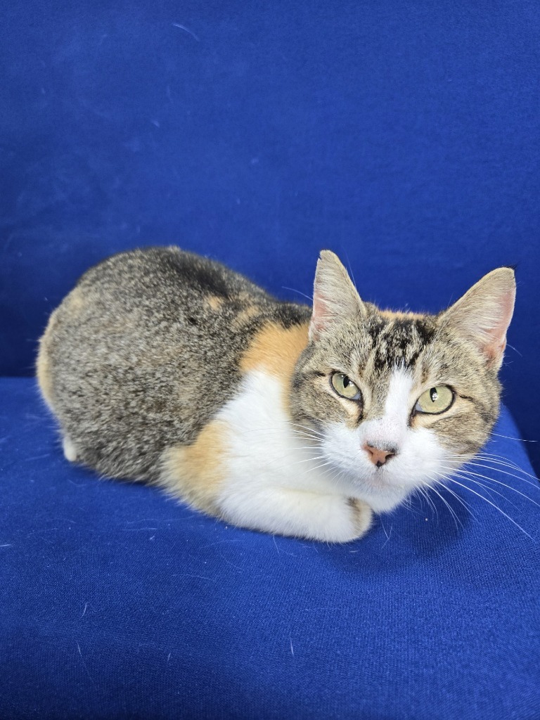 Kitty Pool, an adoptable Calico in Ruston, LA, 71270 | Photo Image 2