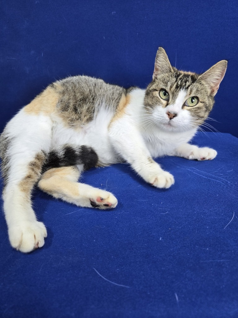 Kitty Pool, an adoptable Calico in Ruston, LA, 71270 | Photo Image 3