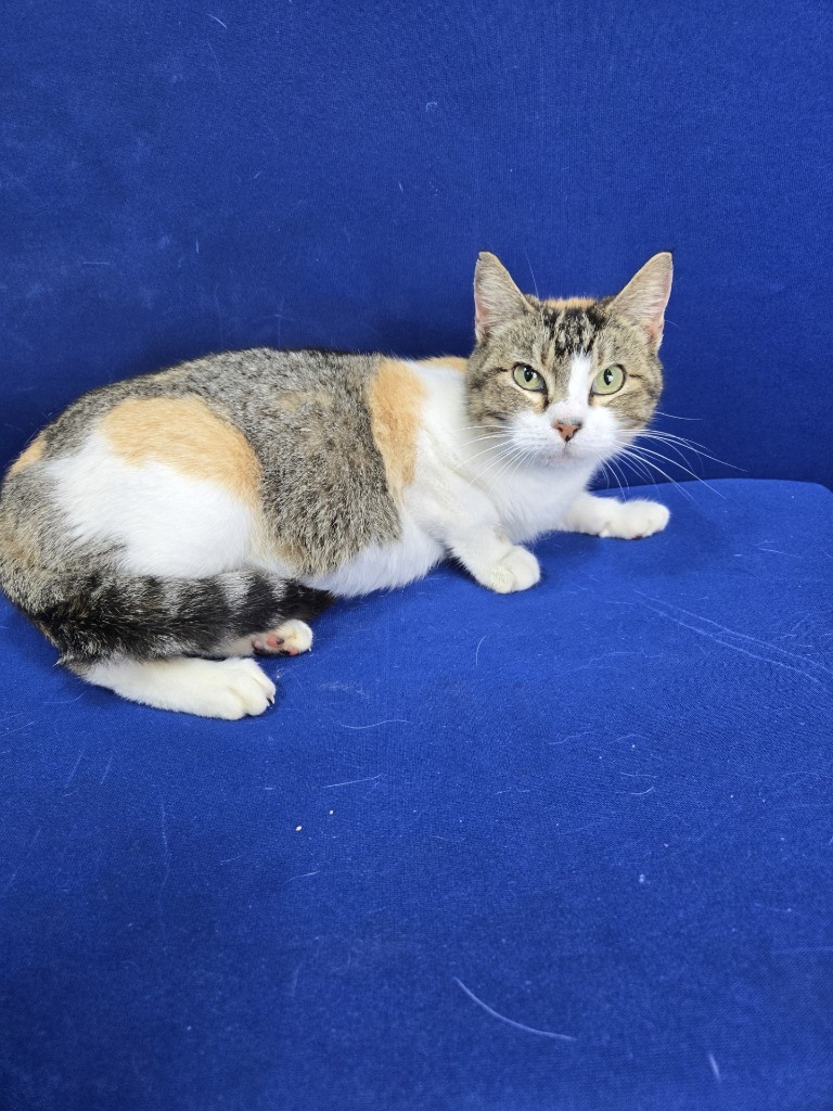 Kitty Pool, an adoptable Calico in Ruston, LA, 71270 | Photo Image 4