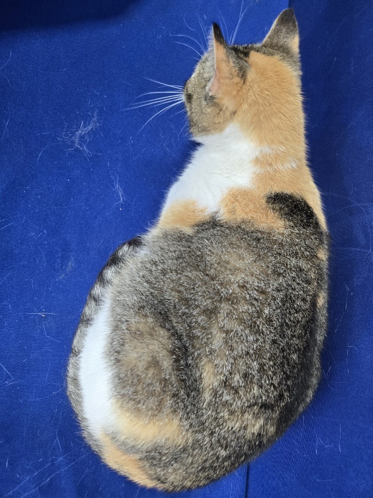 Kitty Pool, an adoptable Calico in Ruston, LA, 71270 | Photo Image 5