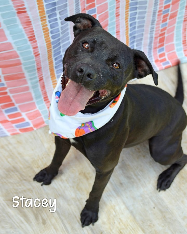 Stacey