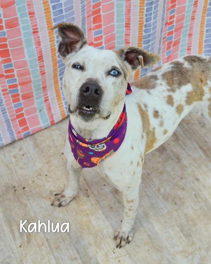 Kahlua