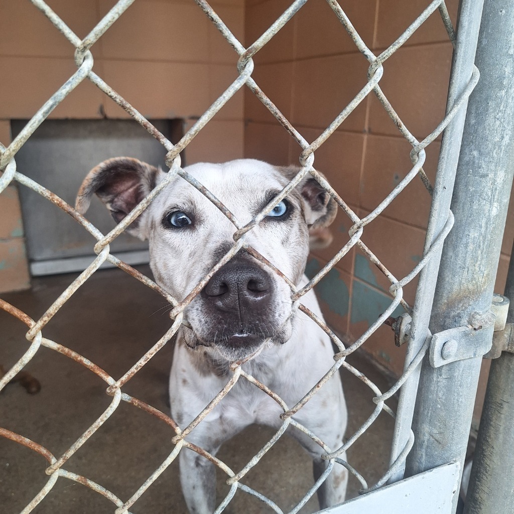 Kahlua