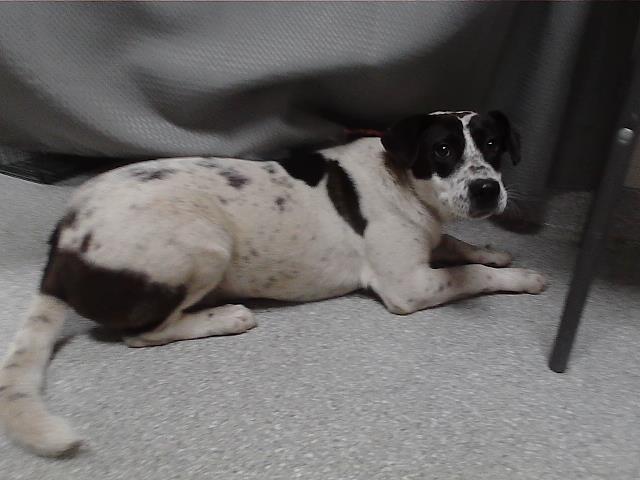 ROSCOE