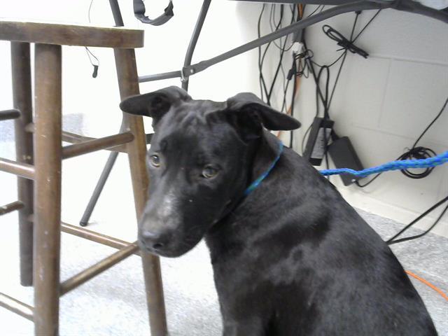 MILLIE