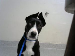 MOLLY, Young Female Pit Bull Terrier