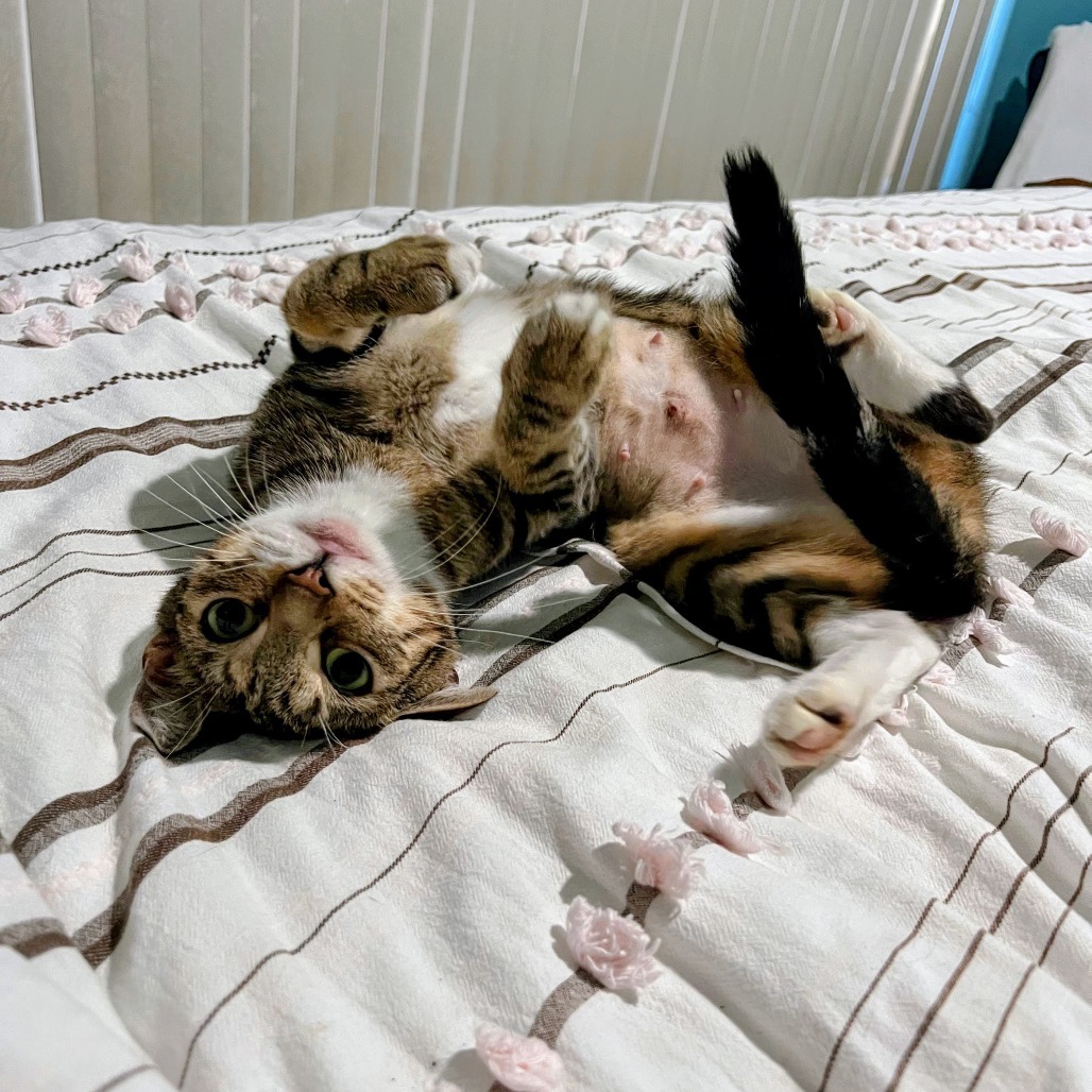 Buttercup