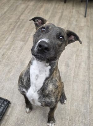 Boris, Adult Male Pit Bull Terrier