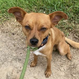 Slim Jim Mixed Breed Dog
