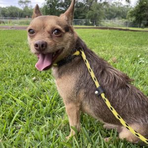 Ice-T Chihuahua Dog
