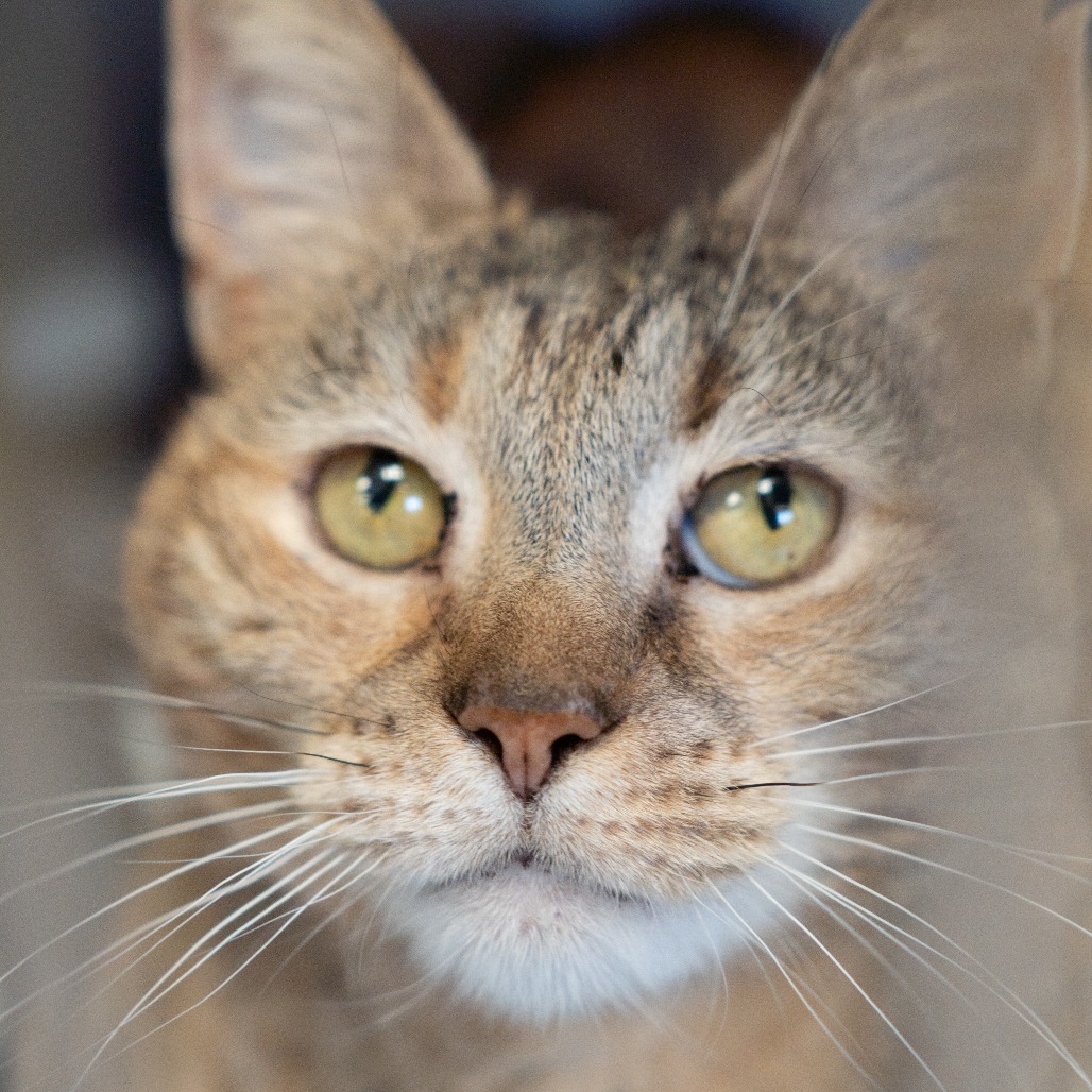 Mama Cat - IN FOSTER
