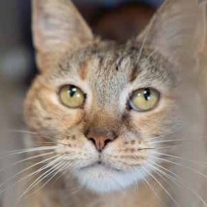 Mama Cat - IN FOSTER, Senior Female unknown