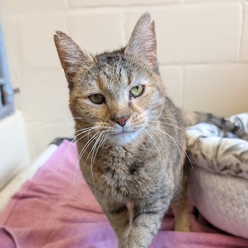 Mama Cat - IN FOSTER