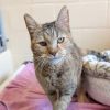 Mama Cat - IN FOSTER photo 2