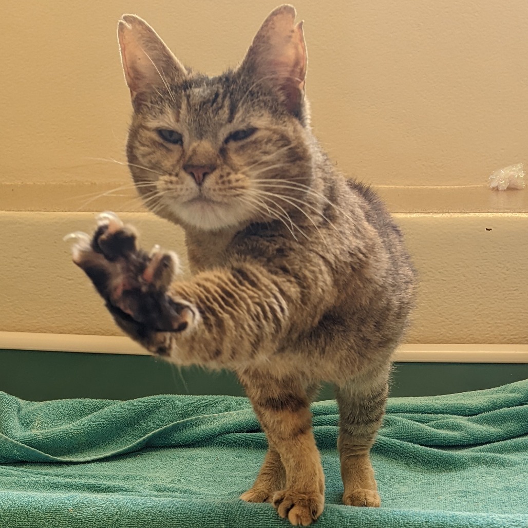 Mama Cat - IN FOSTER
