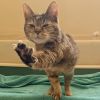 Mama Cat - IN FOSTER photo 3