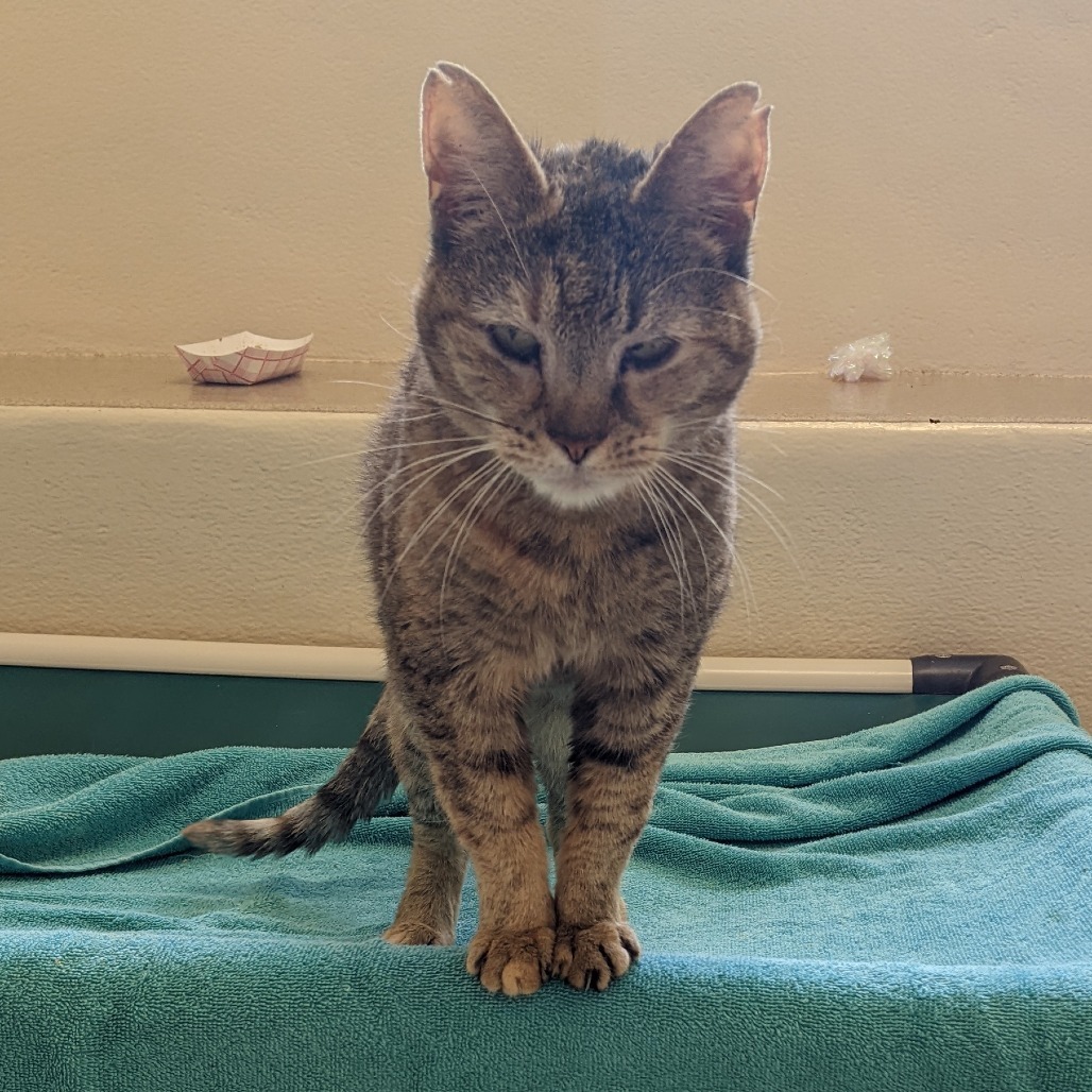 Mama Cat - IN FOSTER