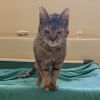 Mama Cat - IN FOSTER photo 4