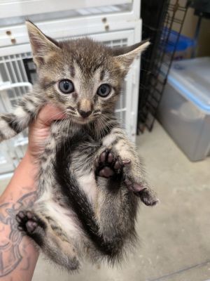Ariel, Baby Female Domestic Short Hair