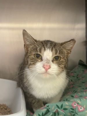 Shirley Domestic Short Hair Cat