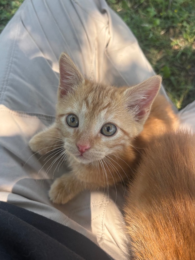 Mimosa