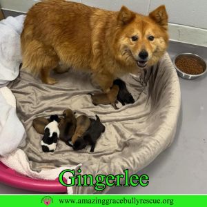 Gingerlee, Adult Female unknown
