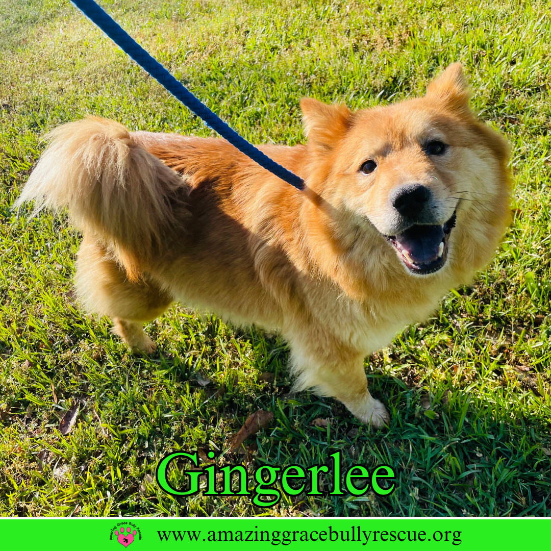 Gingerlee