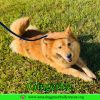 Gingerlee photo 3