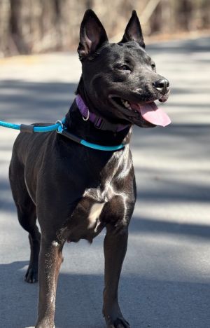 Please contact ADOPTION adoptdoggieharmonyorg for more information about thi