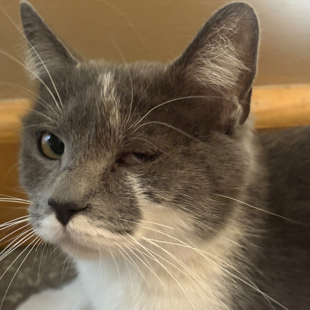 Jenga, an adoptable Domestic Short Hair in Evergreen, CO, 80437 | Photo Image 1
