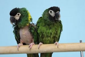 George &amp; Max, Adult Male Macaw