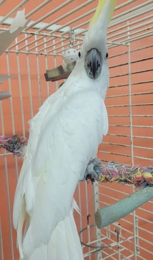 Houdini, Adult Male Cockatoo