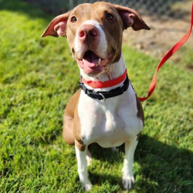 Smoothie, an adoptable Pit Bull Terrier in Redding, CA, 96099 | Photo Image 2