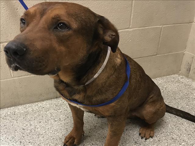 CARVER, an adoptable Bullmastiff in Conroe, TX, 77385 | Photo Image 1