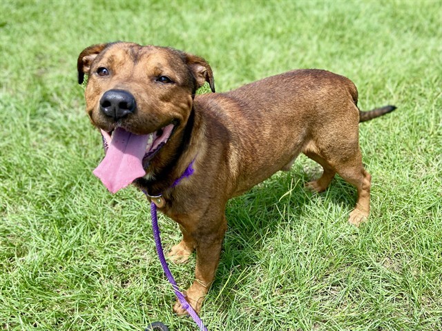 CARVER, an adoptable Bullmastiff in Conroe, TX, 77385 | Photo Image 1