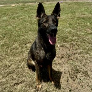 ZIGGY, Adult Male German Shepherd Dog