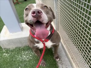 DAISY, Adult Female American Staffordshire Terrier