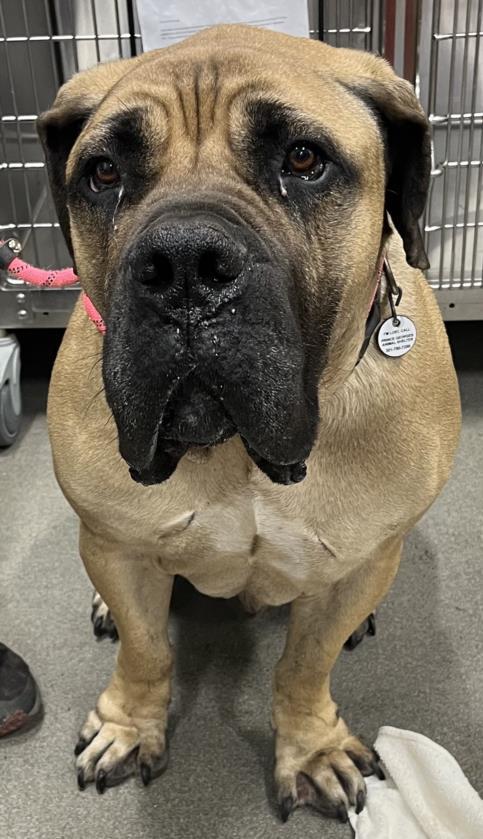 AOAL, an adoptable Boerboel in Upper Marlboro, MD, 20772 | Photo Image 1