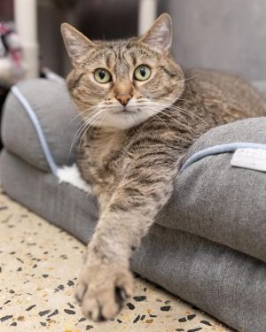 MIMI, Adult Female Domestic Short Hair