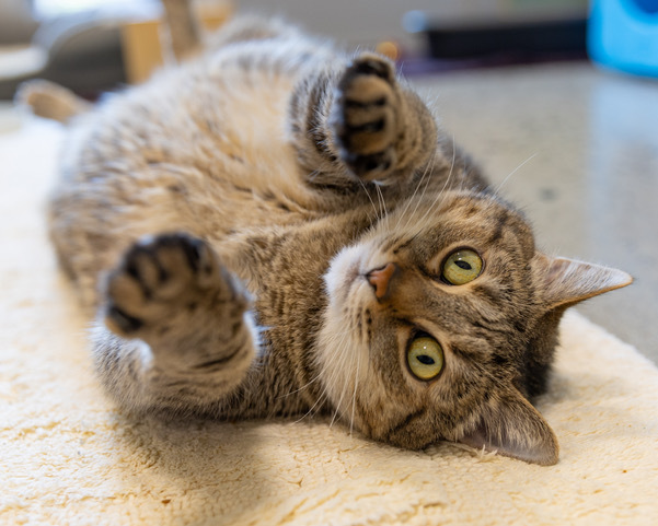 MIMI