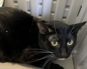 TEDDY BEAR, Adult Male Domestic Short Hair