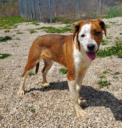 Sammie (6667), an adoptable Labrador Retriever in Lake City, MI, 49651 | Photo Image 1