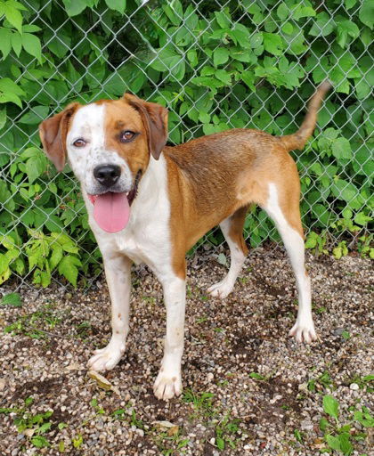 Sammie (6667), an adoptable Labrador Retriever in Lake City, MI, 49651 | Photo Image 2