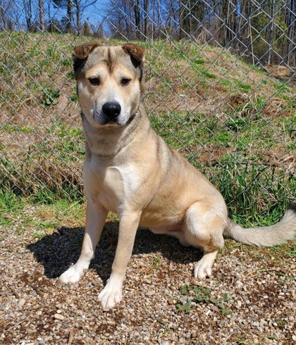 Sherlock Bones (6657), an adoptable Shepherd in Lake City, MI, 49651 | Photo Image 1