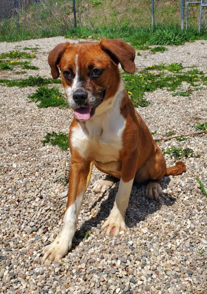 Sterling (6669), an adoptable Labrador Retriever in Lake City, MI, 49651 | Photo Image 2