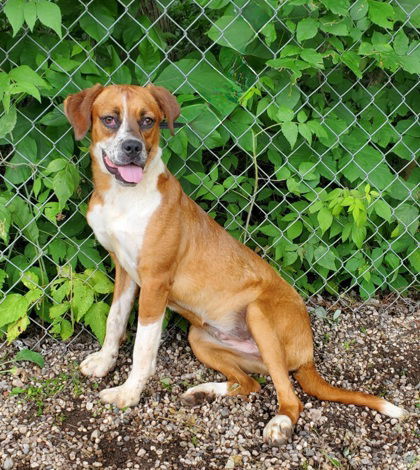 Sterling (6669), an adoptable Labrador Retriever in Lake City, MI, 49651 | Photo Image 2