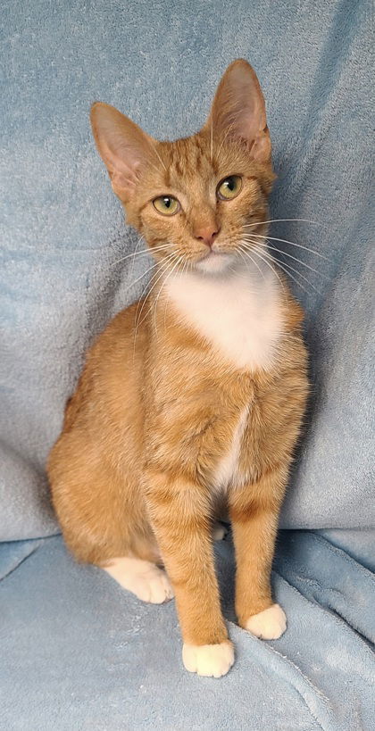 6673 (Maddy), an adoptable Domestic Short Hair, American Bobtail in Lake City, MI, 49651 | Photo Image 1